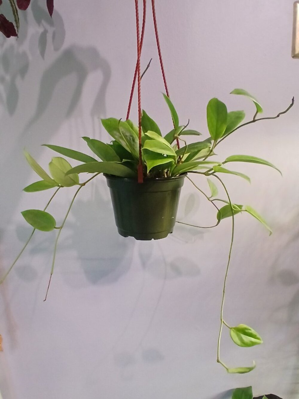 Hoya Incrassata - Picture 5 of 7